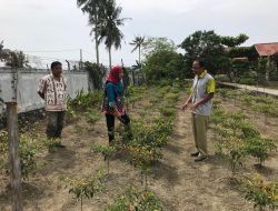 Kementan Dorong Petani Jayapura Mandiri Hasilkan Sayuran Berkualitas
