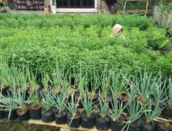 Klinik PHT Koto Panjang Masifkan Gerakan Bertani Ramah Lingkungan
