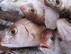 6 Hal Penting Memilih Ikan dengan Kualitas Baik