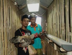 Siap Cetak Peternak Milenial, Guru Madrasah Ini Kembangkan Ternak Ayam Kampung